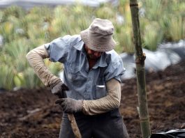 Man working on farm