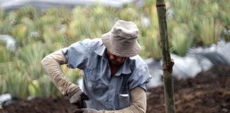 Man working on farm
