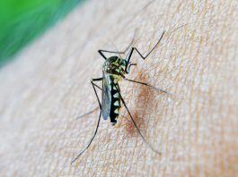 mosquito on human skin