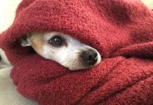 Small dog wrapped in a blanket