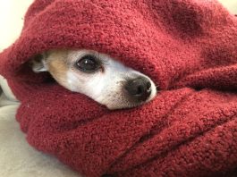 Small dog wrapped in a blanket