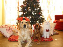 Pets under a Christmas tree wearing Christmas costumes