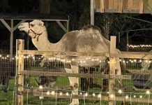 Camel behind a wood fence