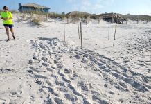 Sea turtle tracks on the beach