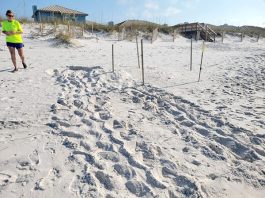 Sea turtle tracks on the beach