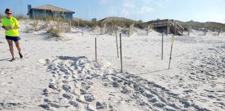 Sea turtle tracks on the beach