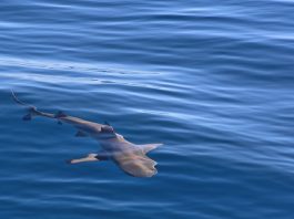 Shark