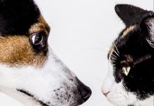 Cat and dog facing each other