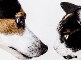 Cat and dog facing each other