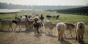 Sheep on a field