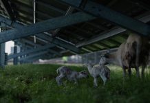 Sheep under a solar panel