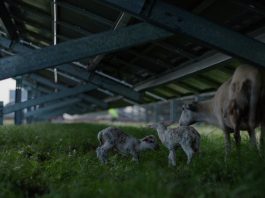 Sheep under a solar panel