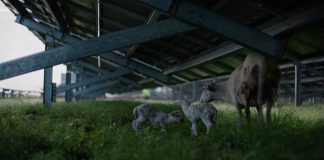 Sheep under a solar panel