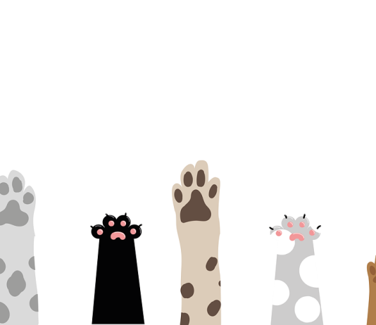 Illustration of cat and dog paws