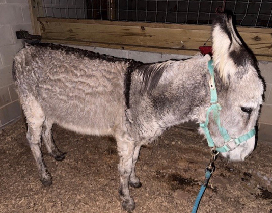 A donkey in a sable