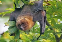 Bat hanging upside down from a tree limb