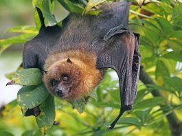 Bat hanging upside down from a tree limb
