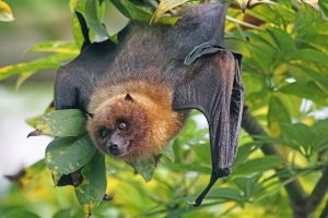 Bat hanging upside down from a tree limb