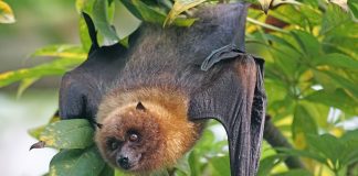 Bat hanging upside down from a tree limb