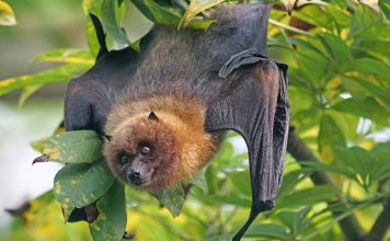 Bat hanging upside down from a tree limb