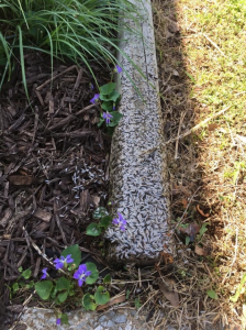 termites