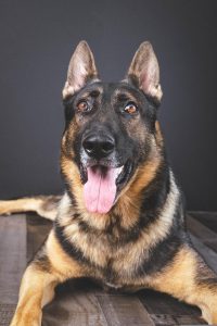 German shepard