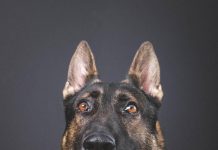 German shepard