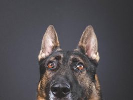 El Aeropuerto Internacional de Pensacola obtiene una subvención federal para un nuevo perro policía (K-9) ~ Pensacola International Airport Earns Federal Grant For New K-9 German shepard