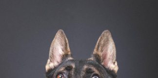 German shepard