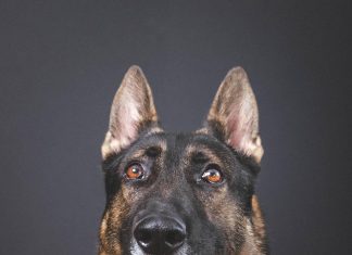 El Aeropuerto Internacional de Pensacola obtiene una subvención federal para un nuevo perro policía (K-9) ~ Pensacola International Airport Earns Federal Grant For New K-9 German shepard