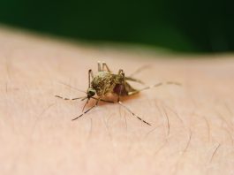 Mosquito