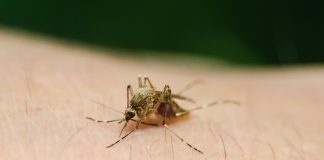 Mosquito