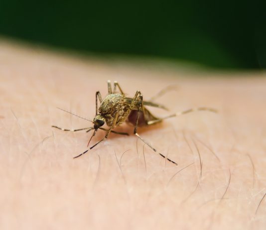 Mosquito