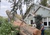 El huracán Isaías deja cuatro muertos y daños de cuantía indeterminada ~ Hurricane Isaias claims four lives and undetermined damages Fallen tree being removed from a home following Hurricane Isaias