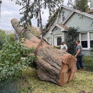 Fallen tree being removed from a home following Hurricane Isaias