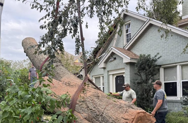 Fallen tree being removed from a home following Hurricane Isaias